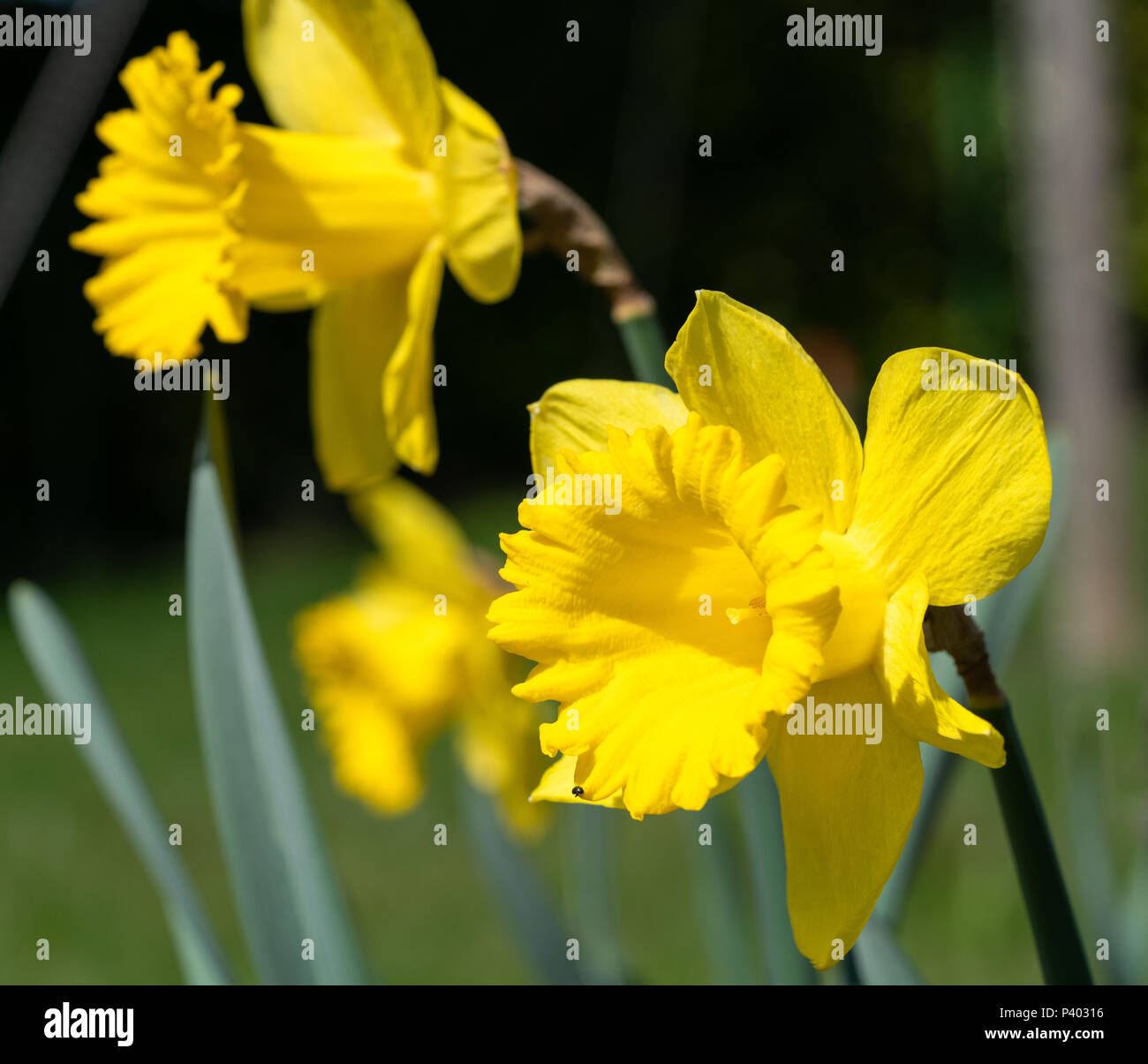 Daffodil (Narcissus pseudonarcissus), fiori di primavera Foto Stock