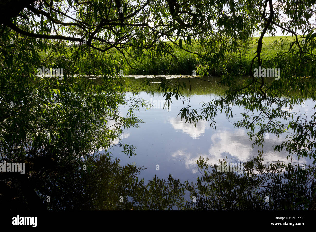 Un lento fiume che scorre in estate con alberi e sole Foto Stock