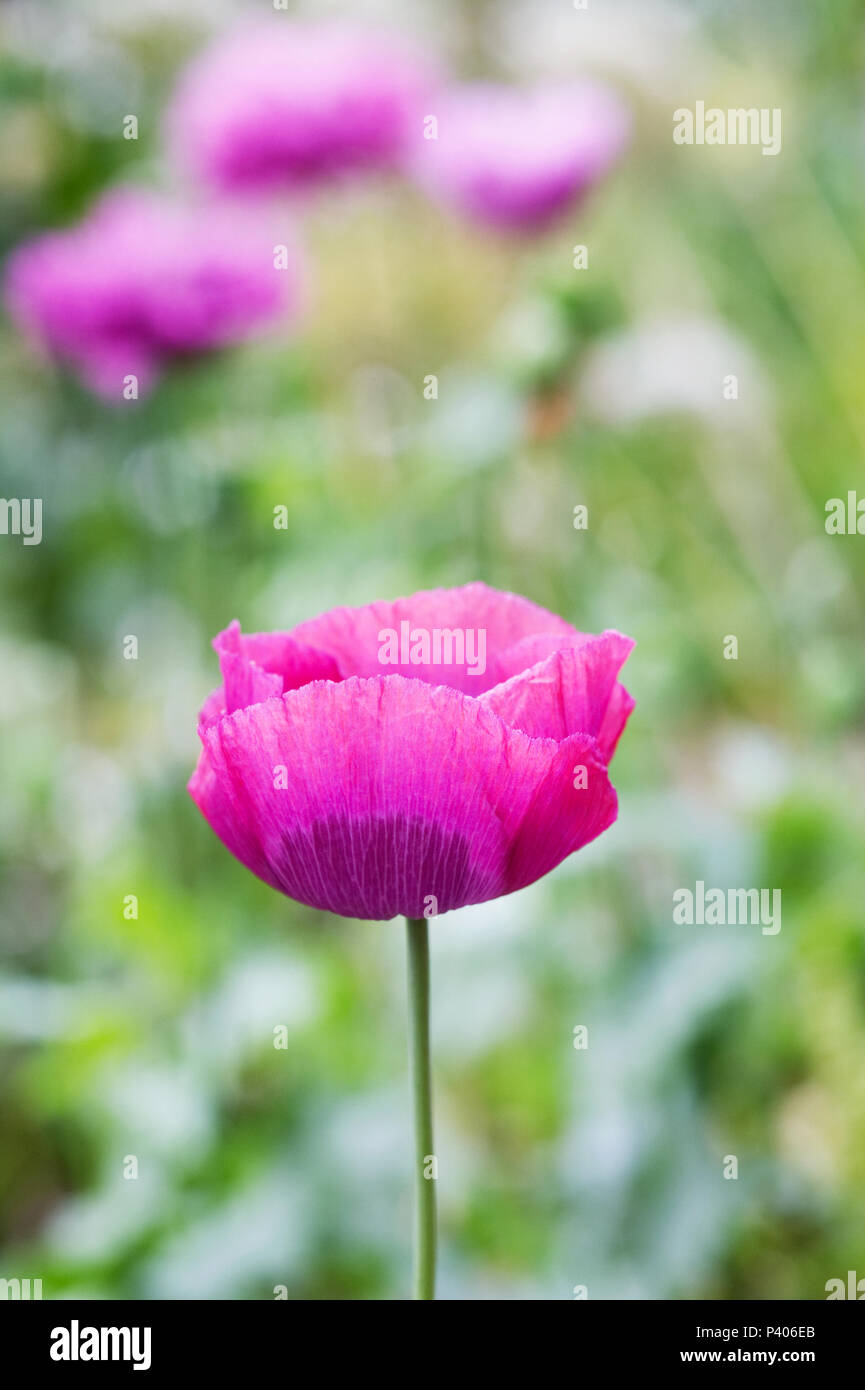 Papaver somniferum. Rosa Papaveri in un giardino inglese. Foto Stock