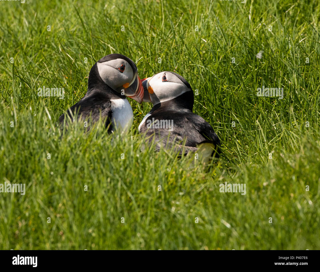 Atlantic puffini, Fratercula arctica, Mykines, Isole Faerøer Foto Stock