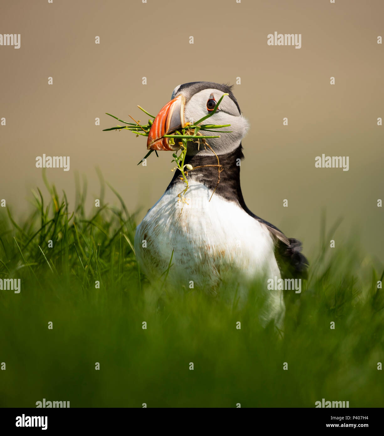 Atlantic puffini, Fratercula arctica, Mykines, Isole Faerøer Foto Stock