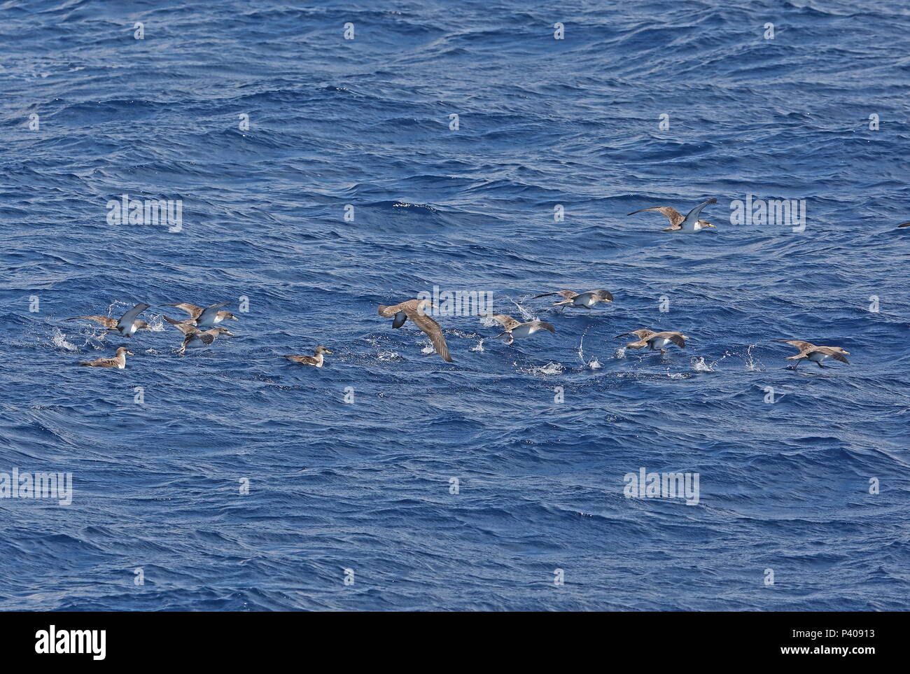 La Berta Maggiore (Calonectris borealis) zattera di uccelli a riposo sul mare alcuni decollare Isole Canarie, Oceano Atlantico possono Foto Stock