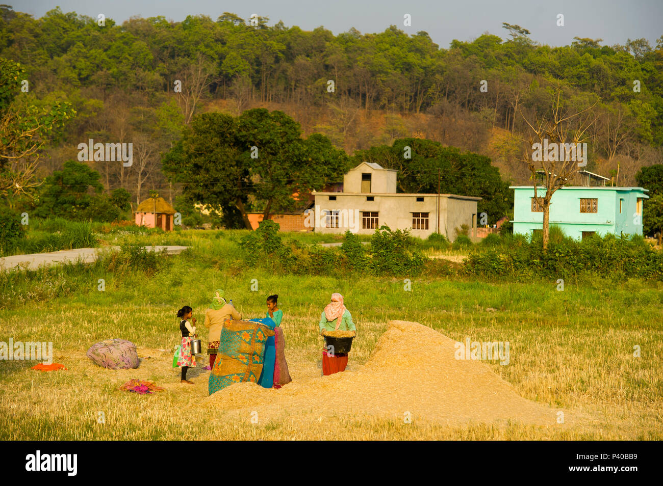 Indian womans lavorando sul campo in Pawalgarh con la foresta densa in background, Uttarakhand, India Foto Stock