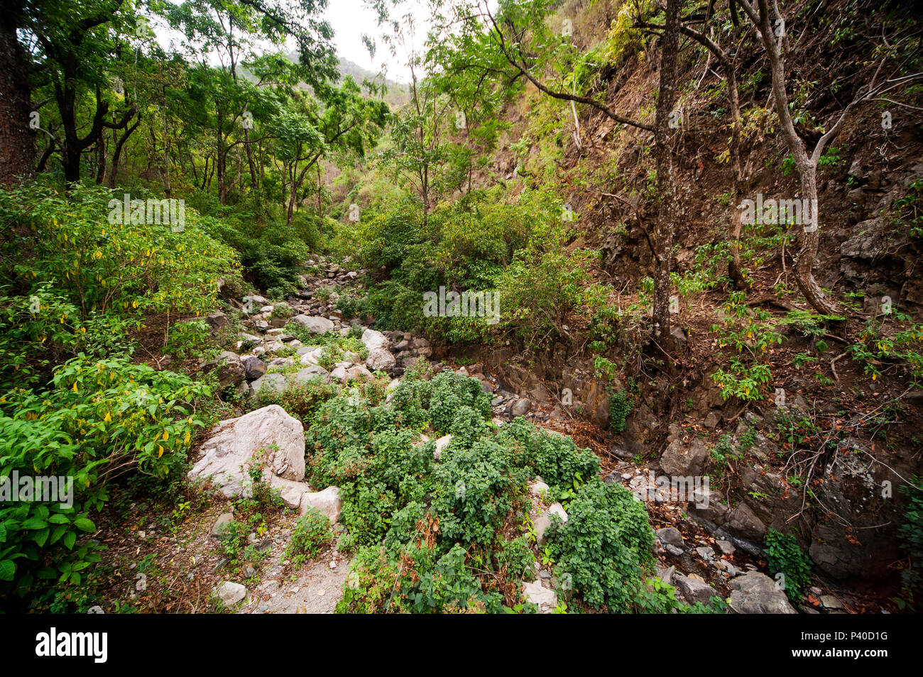 Una fitta foresta a valle Nandhour, Kumaon Hills, Uttarakhand, India Foto Stock