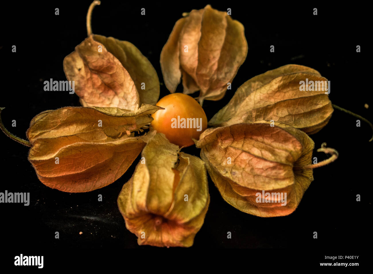 Aguaymanto giungla peruviana frutto Foto Stock