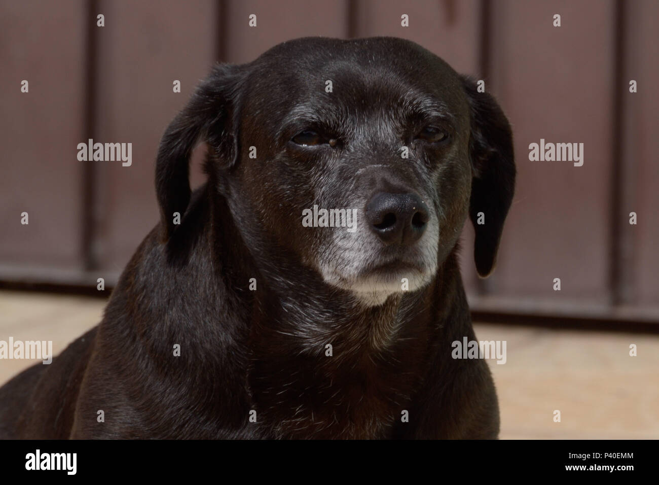 Cachorro sem raça definida 'srd' na este idosa. Foto Stock