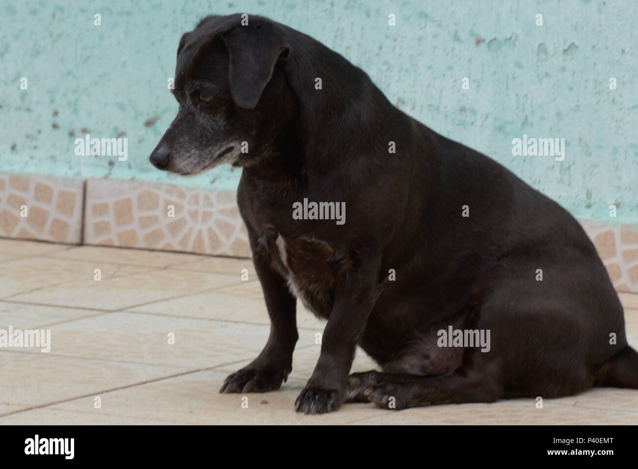 Cachorro sem raça definida 'srd' na este idosa. Foto Stock