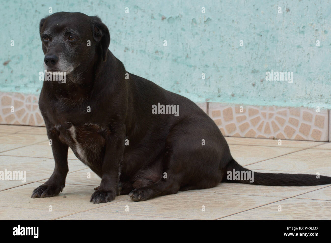 Cachorro sem raça definida 'srd' na este idosa. Foto Stock