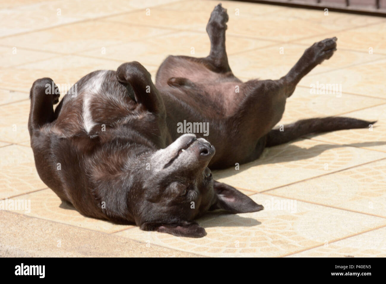 Cachorro sem raça definida 'srd' na este idosa. Foto Stock