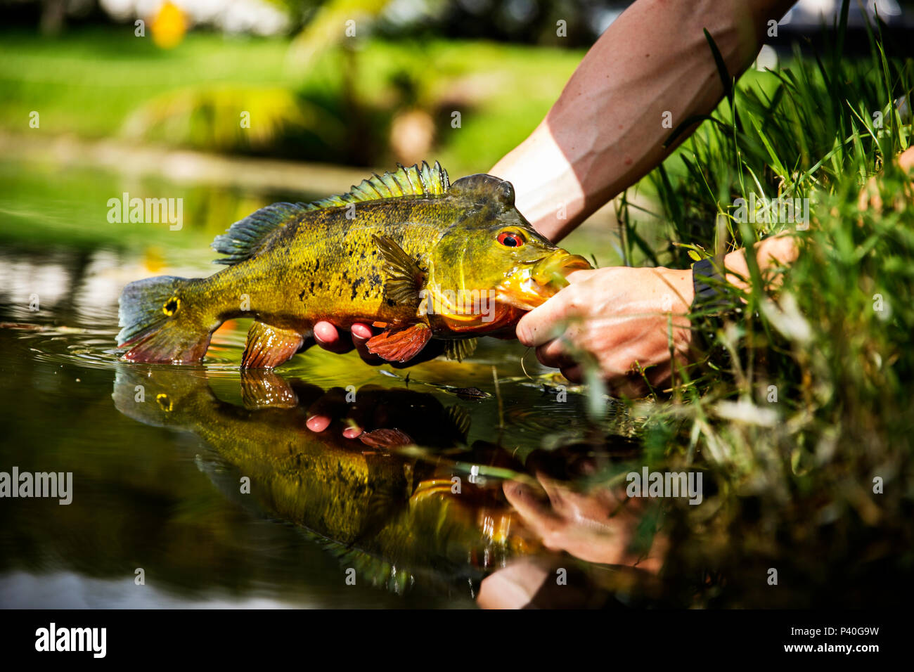 Exotic Peacock Bass Pesce Foto Stock