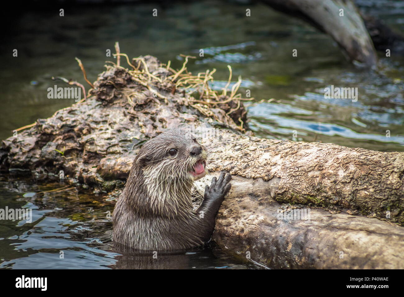 Chiudere l immagine di un asiatico piccoli artigli di lontra con copia spazio. Foto Stock