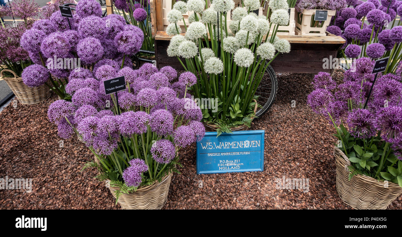 Visualizzazione di Allium fiori da W. S. Warmenhoven; dei giardinieri del mondo Live; NEC di Birmingham, Inghilterra, Regno Unito Foto Stock