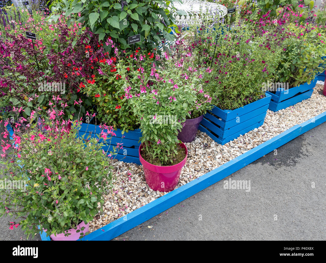 Una varietà di Salvias, tra cui Amore e auguri, Rosa labbra, Royal Bumble, Dysons Maroon; dei giardinieri del mondo Live, NEC, Birmingham, Inghilterra, Regno Unito Foto Stock