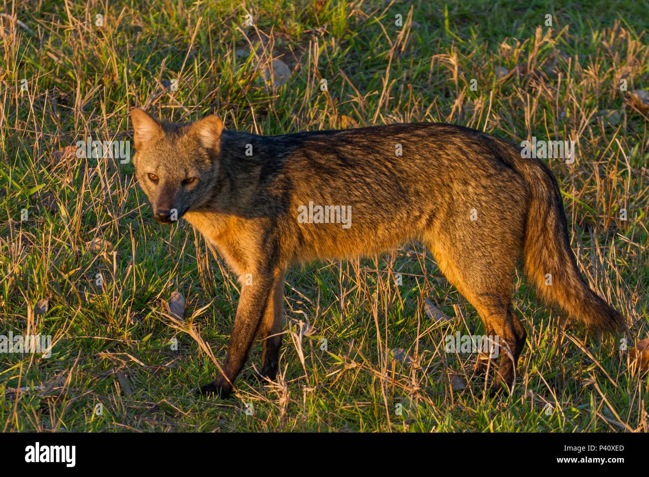 Pousada Aguapé - MS Lobinho cachorro-do-mato guaraxaim thous Cerdocyon família dos animale canídeos mamífero Faunata Natureza Pantanal Sul Aquidauana Mato Grosso do Sul Aquidauana Centro Oeste Brasil Foto Stock