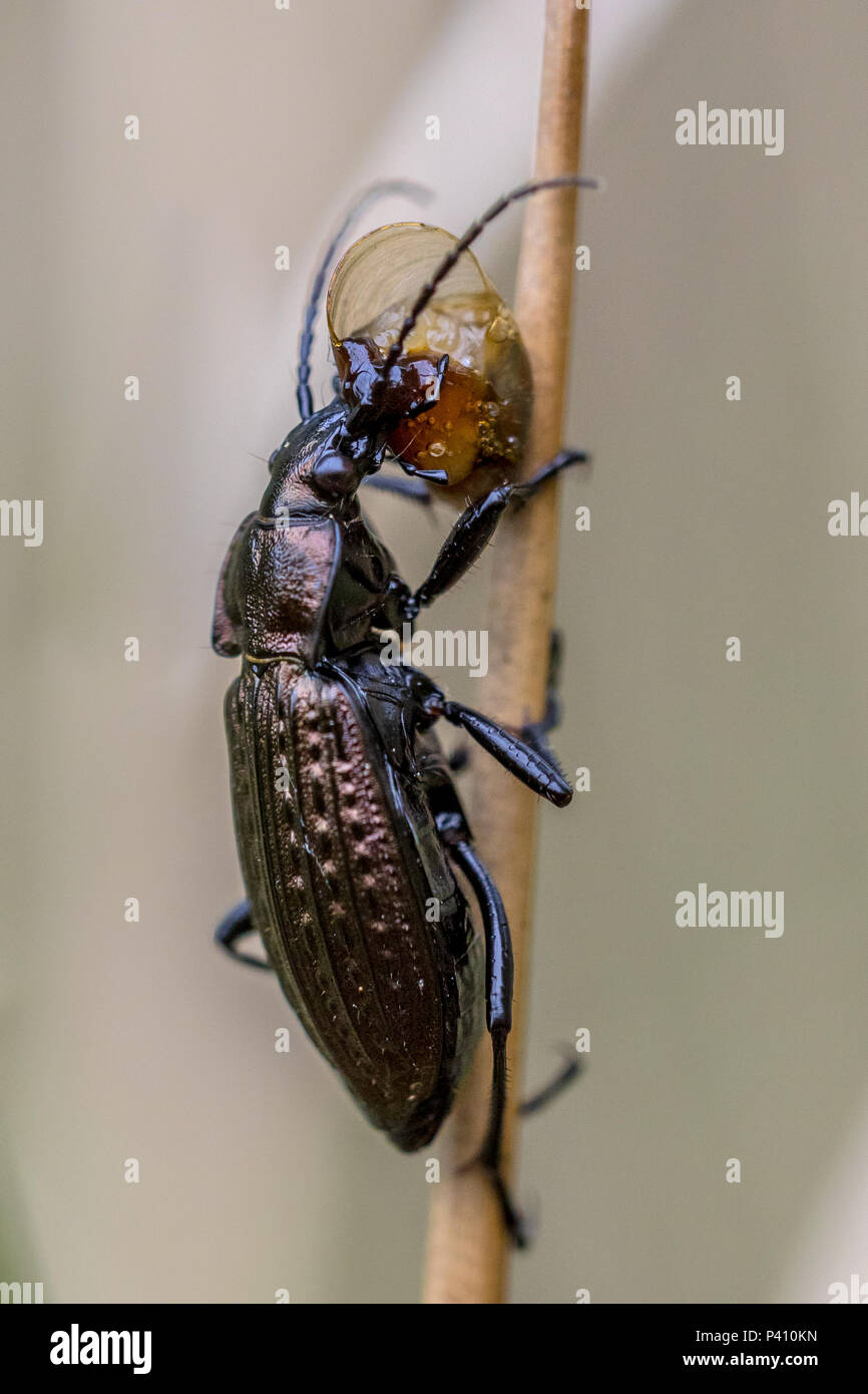 Predator Beetle mangiare piccoli va a passo di lumaca sul gambo di erba Foto Stock