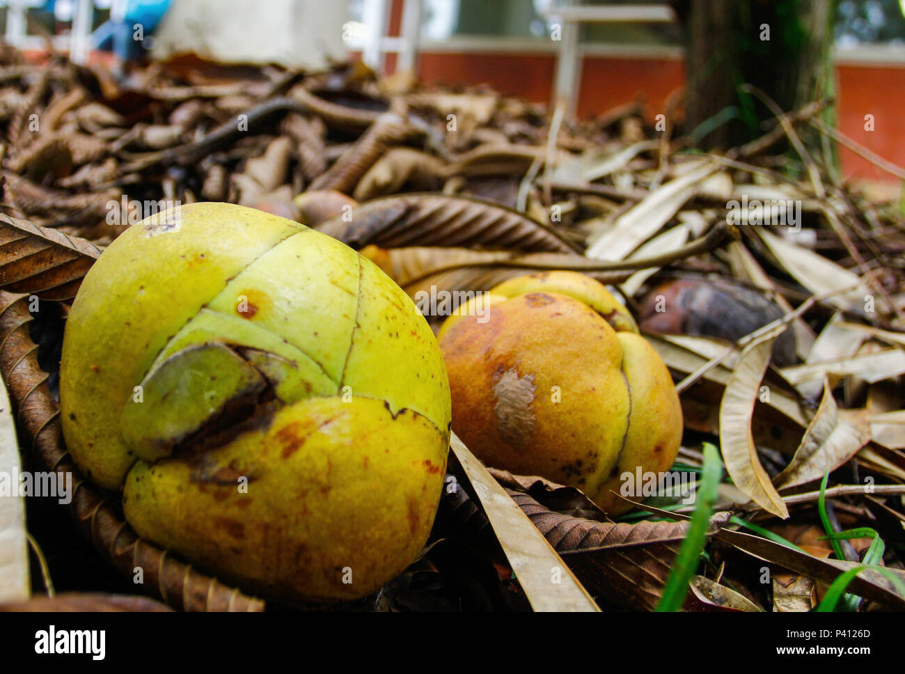 Com 10 árvores na Cidade Universitária, em São Paulo, Indiana Índica é conhecida cientificamente como Azadirachta indica, é uma árvore do sudeste da Asia e do subcontinente indiano. É uma árvore de clima tropicale, que pode ser cultivada em regiões quentes e assoli drenados bem; ela é resistente à seca, tem rápido crescimento, copa densa e pode até alcançar 20m de altura. Foto Stock