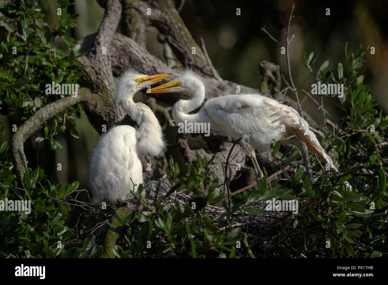 Due grandi garzetta pulcini nel proprio nido in attesa di un genitore con i prodotti alimentari Foto Stock