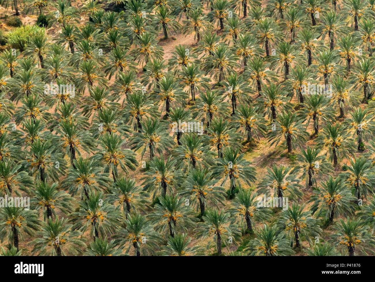 Data di piantagione di palme, nel nord di Israele, vista aerea Foto Stock