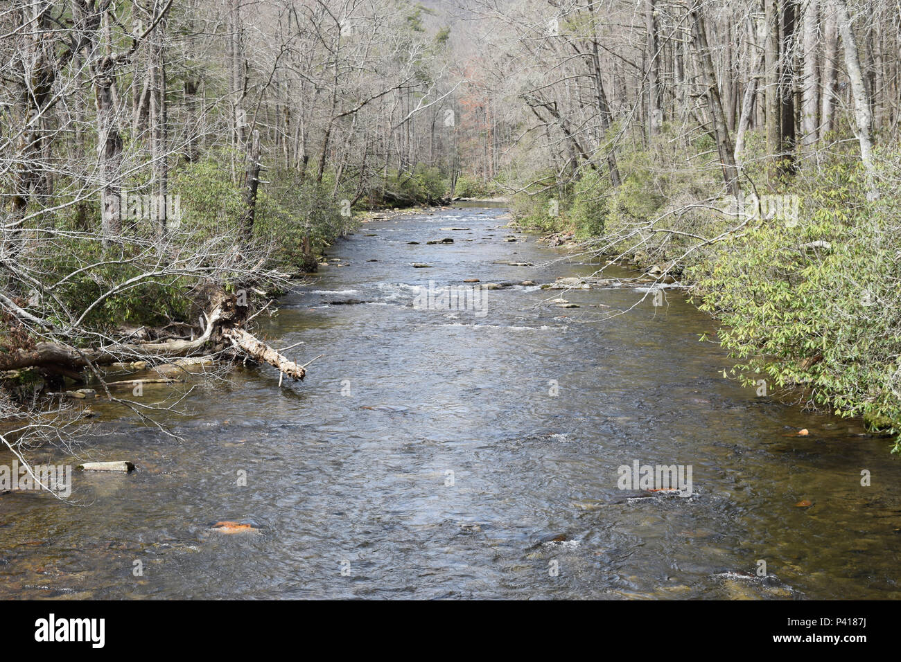 La Davidson fiume che scorre attraverso la foresta nazionale di Pisgah. Foto Stock