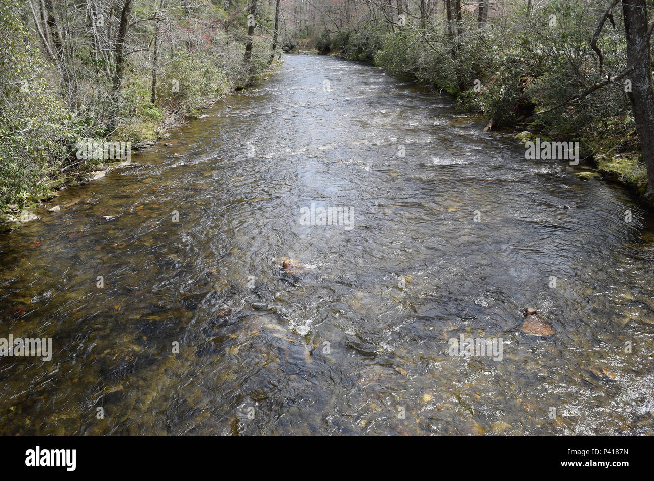La Davidson fiume che scorre attraverso la foresta nazionale di Pisgah. Foto Stock