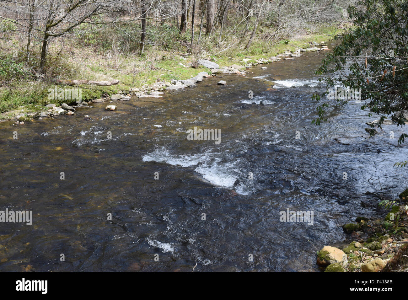 La Davidson fiume che scorre attraverso la foresta nazionale di Pisgah. Foto Stock