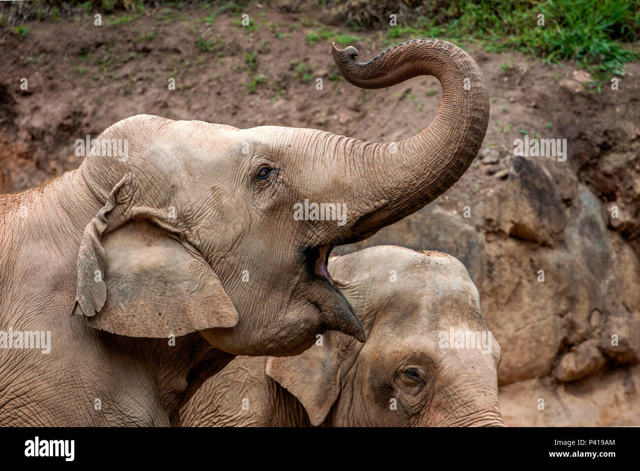 Elefantes; animali de grande porte; Fauna; Natureza; Zooparque; Itatiba; São Paulo; Brasil, 13 de Novembro 2010 Foto Stock