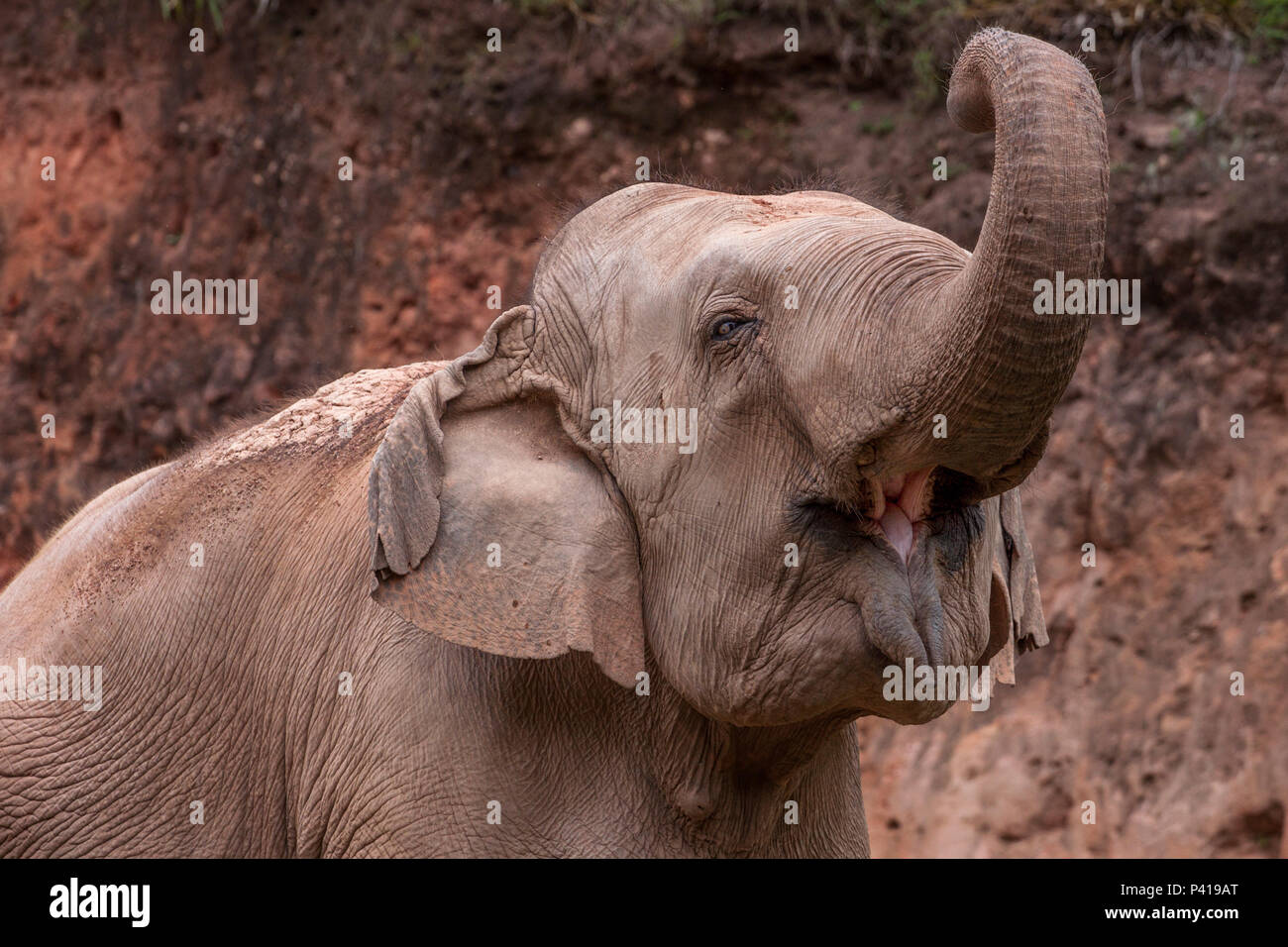 Elefantes; animali de grande porte; Fauna; Natureza; Zooparque; Itatiba; São Paulo; Brasil, 13 de Novembro 2010 Foto Stock