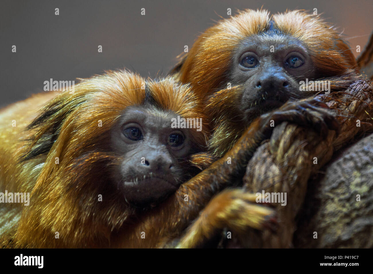 Mico-Leão-Dourado; Leontopithecus rosalia; primata; Fauna; Natureza; Zooparque; Itatiba; Estado de São Paulo; Brasil, dati da foto 15 de Marco de 2014 Foto Stock