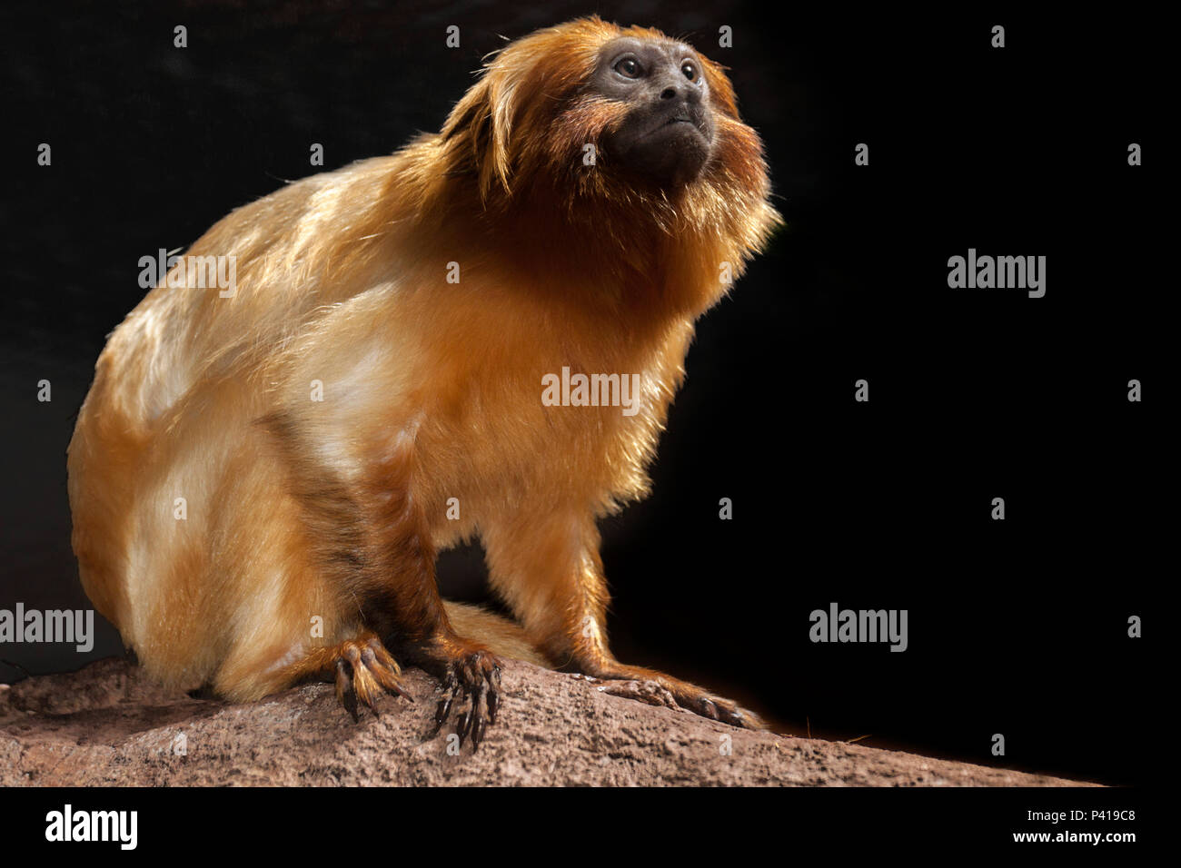 Mico-Leão-Dourado; Leontopithecus rosalia; primata; Fauna; Natureza; Zooparque; Itatiba; Estado de São Paulo; Brasil; i dati da foto 15 de Março 2014 Foto Stock