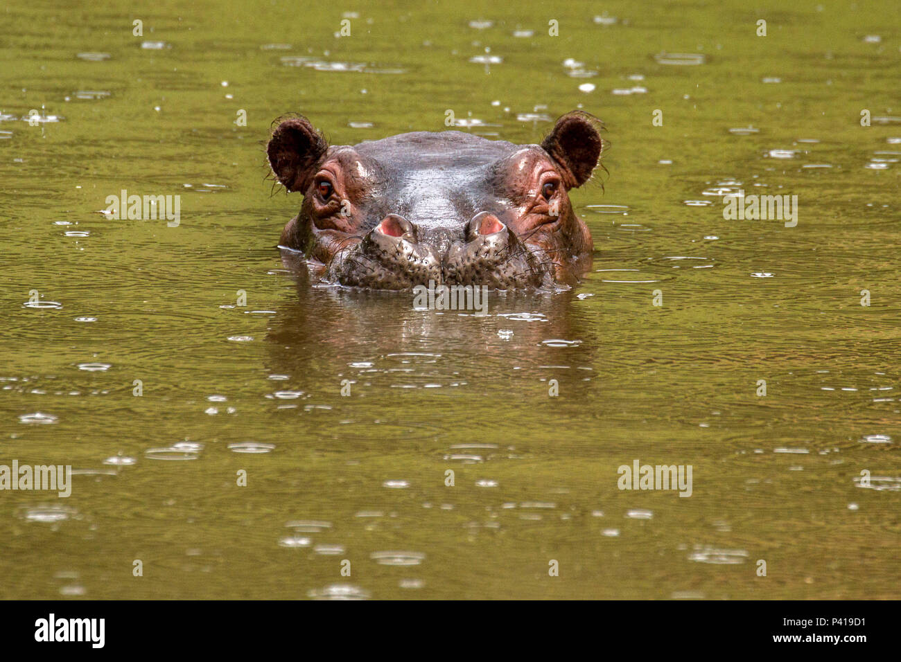 Hipopótamo; Hippopotamus amphibius; animal de grande porte; mamífero; quadrúpede; Fauna,Natureza; Zooparque; Itatiba; SP; Brasil, dati da foto 14 de Março 2015 Foto Stock