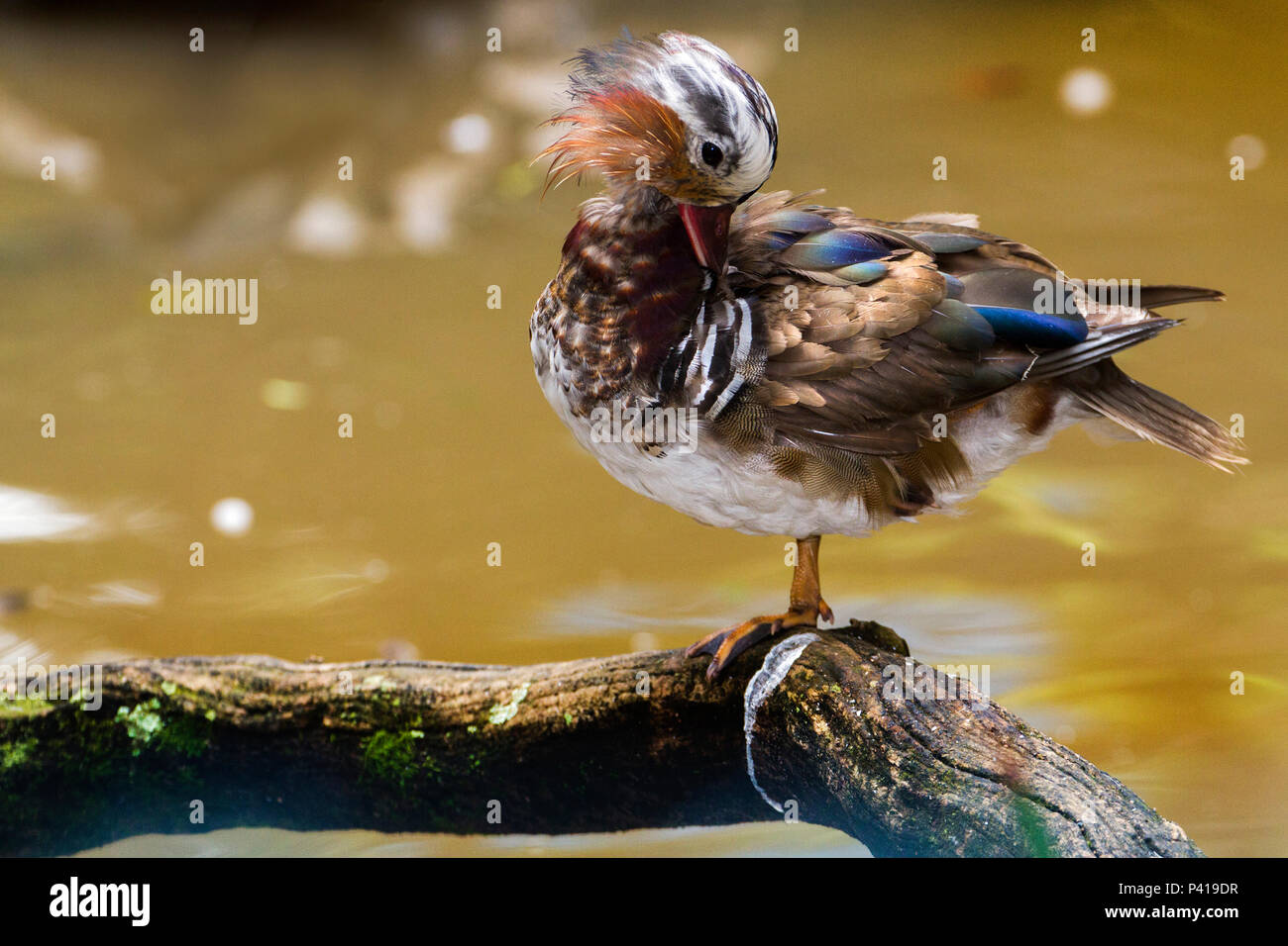 Pato mandarim; Aix galericulata; ave; Fauna; Natureza; Zooparque; Estado de São Paulo; Brasil; i dati da foto 21 de Novembro de 2015 Foto Stock
