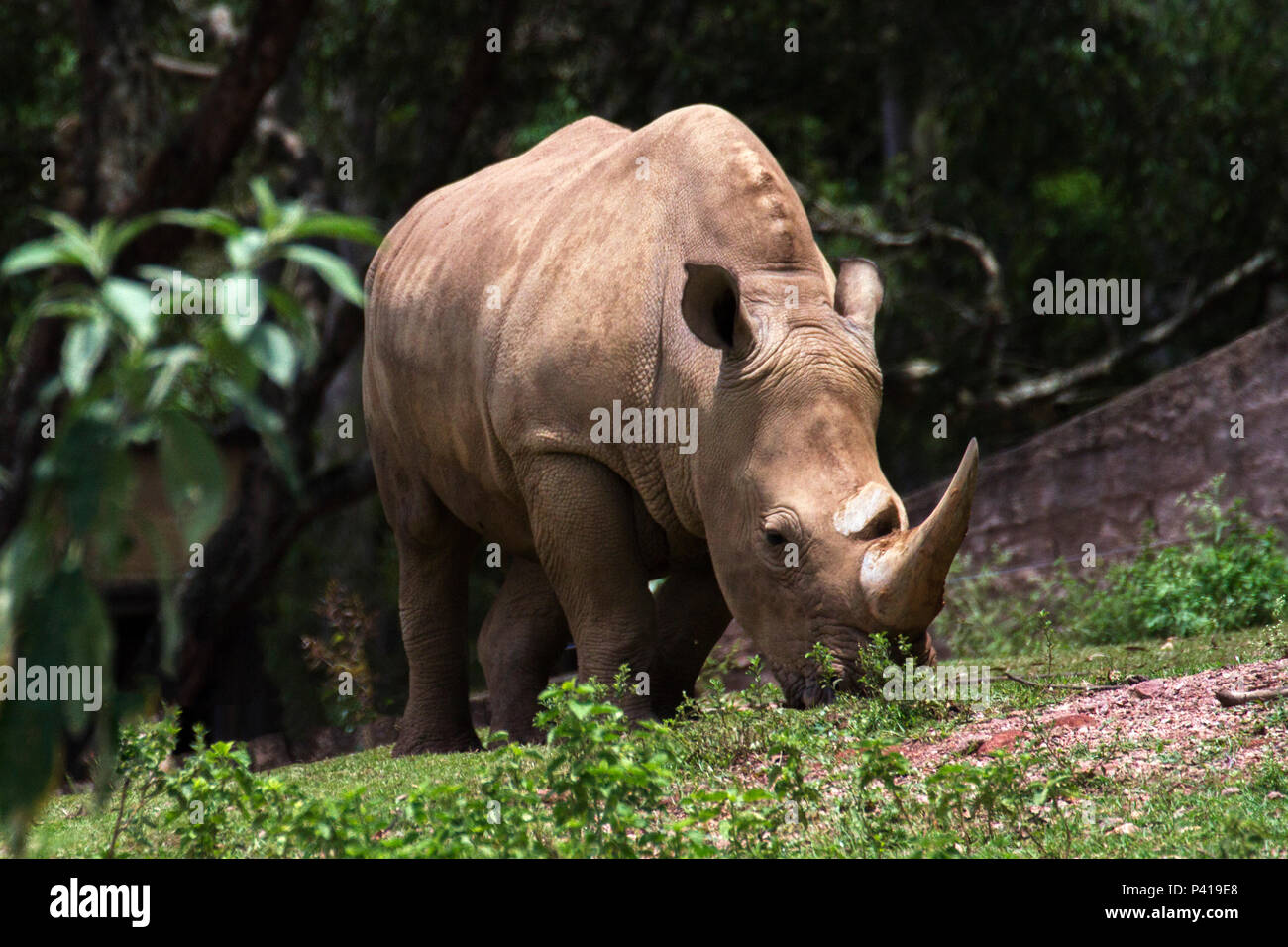 Rinoceronte; Rhinocerotidae; animail de grande porte; Fauna; Natureza; Zooparque; Itatiba; Estado de São Paulo; Brasil, dati 21 de Novembro de 2015 Foto Stock