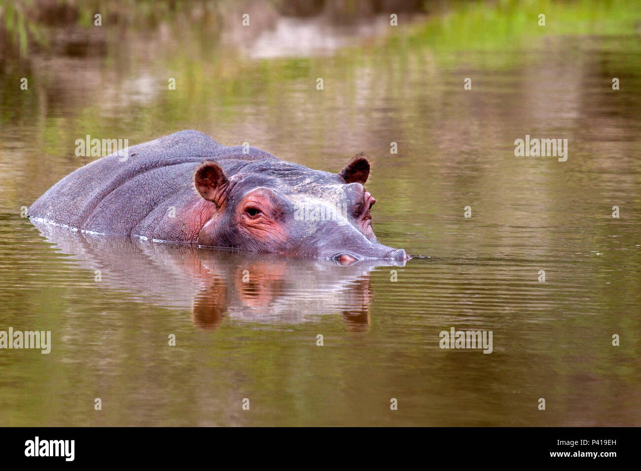 Hipopótamo; mamífero herbívoro; Hippopotamus amphibius; animal de grande porte; Fauna; Natureza; Zooparque; Itatiba; São Paulo, 3 de dezembro 2011 Foto Stock