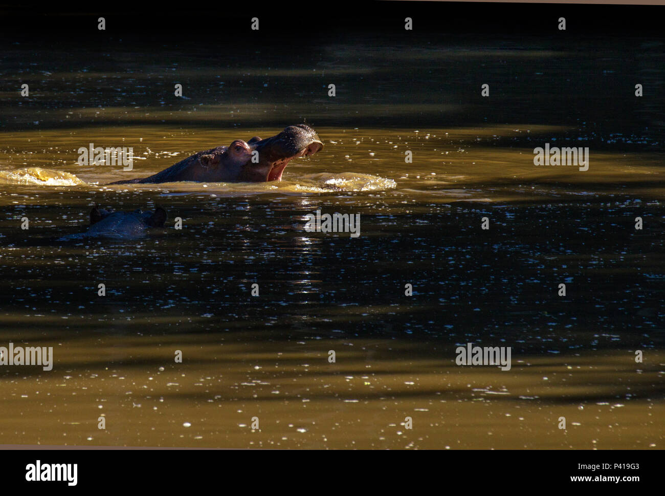 Hipopótamo; Hippopotamus amphibius; animal de grande porte; mamífero; quadrúpede; Fauna<Natureza; Zooparque; Itatiba; SP; Brasil, 3 de junho 2017 Foto Stock