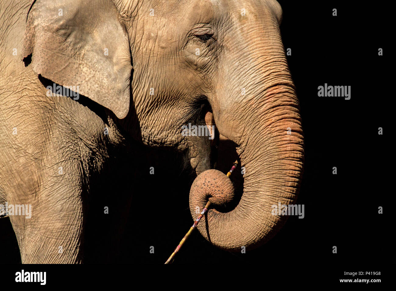Elefantes; animali de grande porte; Fauna; Natureza; Zooparque; Itatiba; São Paulo; Brasil, 3 de junho 2017 Foto Stock