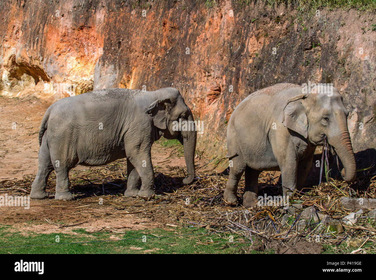 Elefantes; animali de grande porte; Fauna; Natureza; Zooparque; Itatiba; São Paulo; Brasil, 3 de junho 2017 Foto Stock