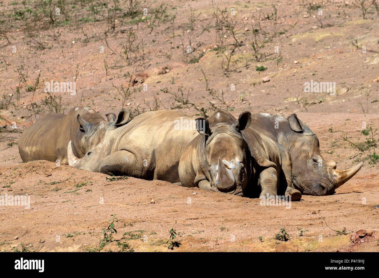 Rinoceronte; Rhinocerotidae; Fauna; Natureza; animal de grande porte; Africa; Zooparque; Itatiba; Sao Paulo; Brasil, dati da foto 3 de junho 2017 Foto Stock