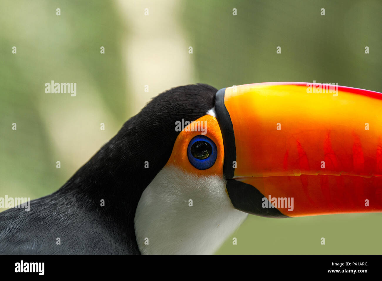 Tucano toco-,Tucanuçu,Ramphastos toco,trasduttore Toco Toucan,Fauna,Natureza,Zooparque,Itatiba, São Paulo,Brasil,dati 11/01/2018 Foto Stock