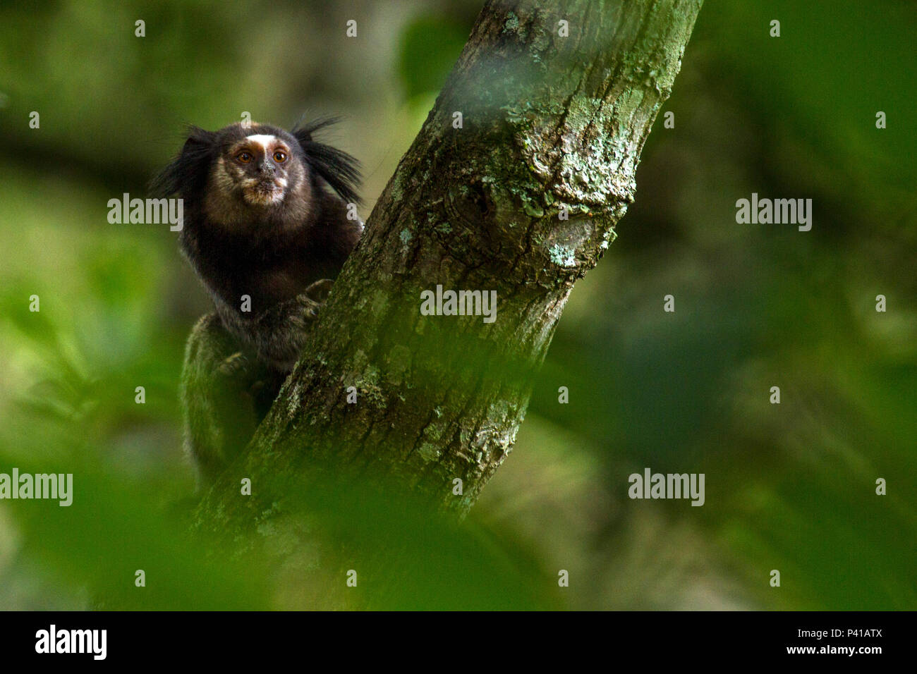 Sagui-de-tufos-pretos, mico-estrela,Callithrix penicillata,macaco,primata,animale,Fauna,Natureza,Zooparque,Itatiba,São Paulo,Brasil Foto Stock