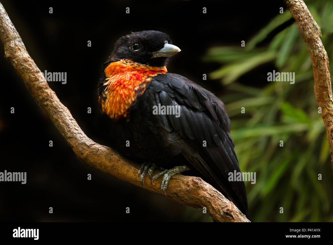 Pavo,pavão-do-mato, pavô, jacu-touro ,jacupiranga,Pyroderus scutatus,rosso-ruffed Fruitcrow,ave,Fauna,Natureza,Zooparque,Itatiba,São Paulo,Brasil Foto Stock