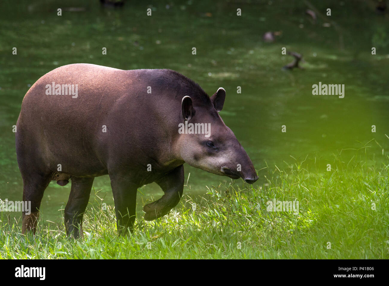 Anta, Tapirus, il tapiro,animale,Fauna,Natureza,Zooparque,Itatiba,São Paulo,Brasil Foto Stock