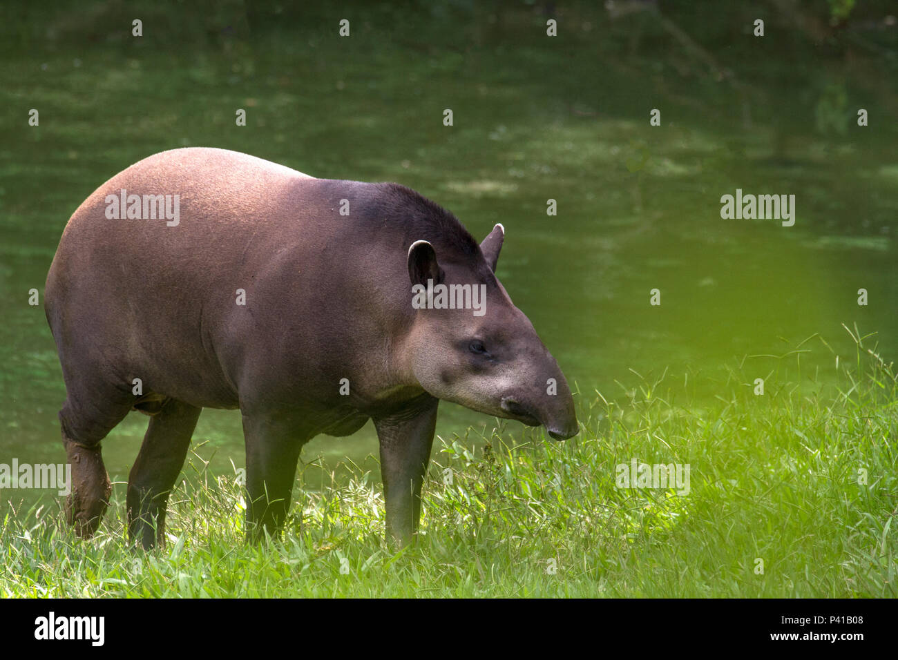 Anta; Tapirus; tapiro; animale; Fauna; Natureza; Zooparque; Itatiba; São Paulo; Brasil Foto Stock