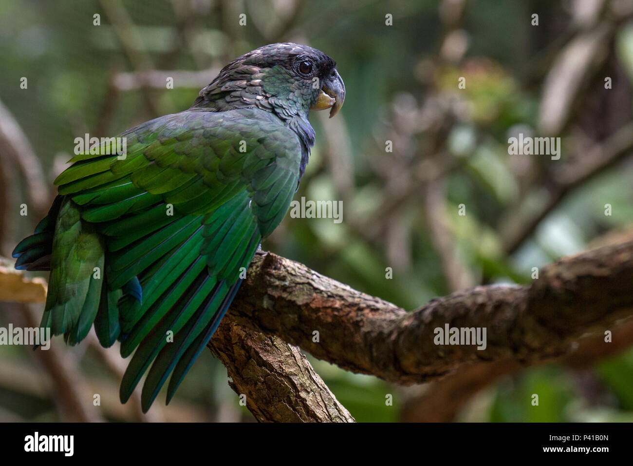 Maitaca-verde,maritaca (Minas Gerais), baitaca, maitaca, maitaca-bronzeada, maitaca-de-maximiliano, maitaca-suia, suia, umaitá,Pionus maximiliani,Scagliose capo-Parrot,ave,Fauna,Natureza,Zooparque,Itatiba,São Paulo,Brasil Foto Stock