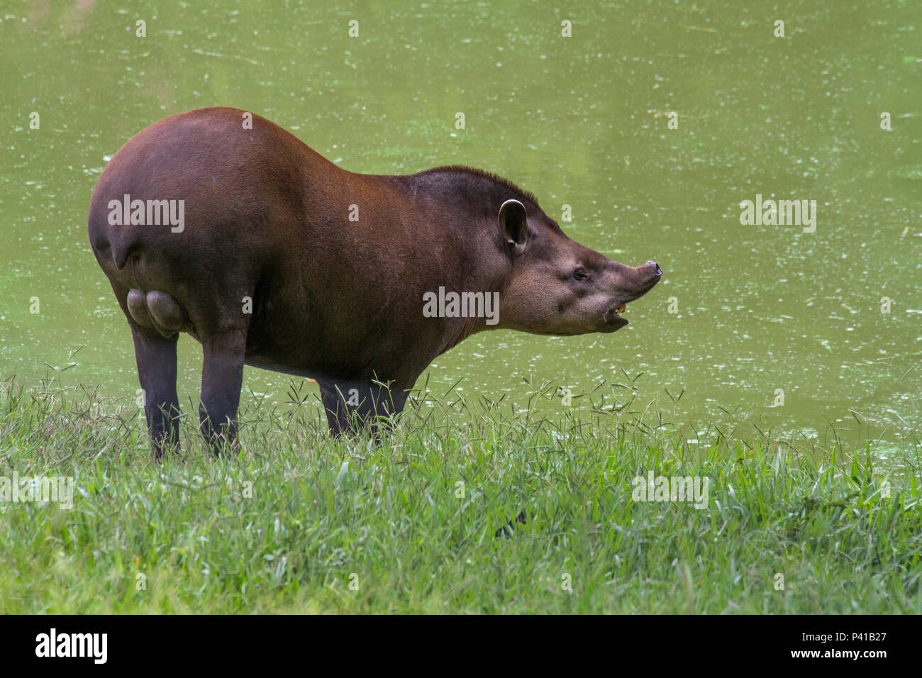 Anta; Tapirus; tapiro; animale; Fauna; Natureza; Zooparque; Itatiba; São Paulo; Brasil Foto Stock