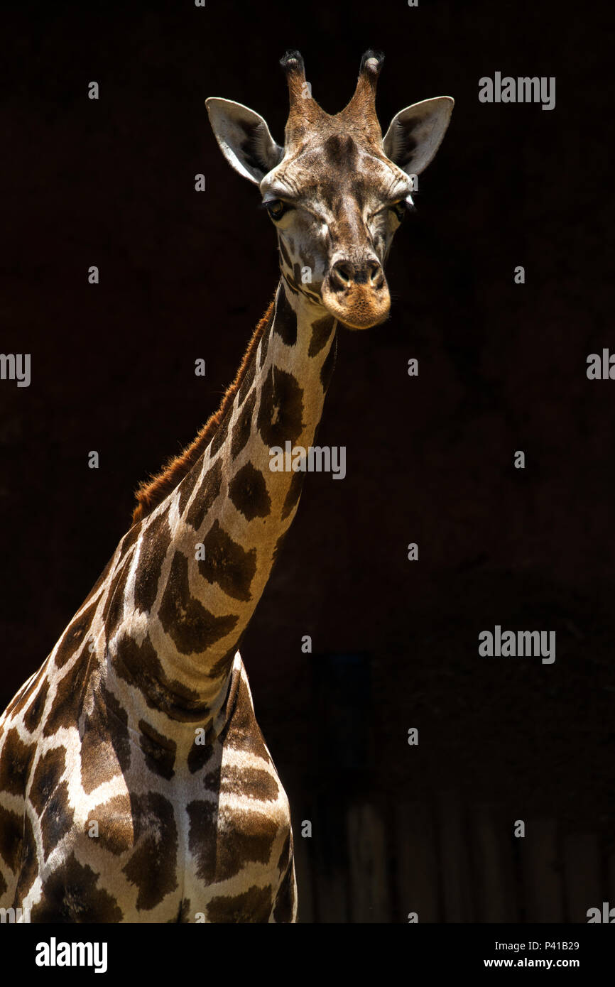 Girafa,Giraffa camelopardalis,animale,Fauna,Natureza,Zooparque,Itatiba,São Paulo,Brasil Foto Stock