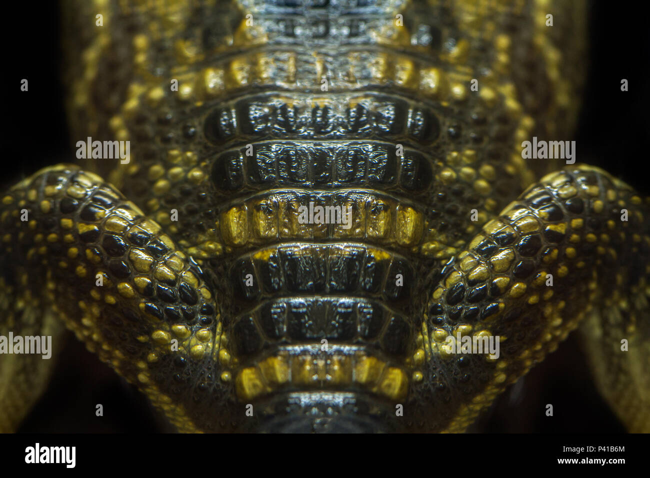 Jacaretinga; Caimano crocodylus; Caimano crocodylus; Fauna; Natureza; Itatiba; Zooparque; Cativeiro; Itatiba; São Paulo; Brasil Foto Stock