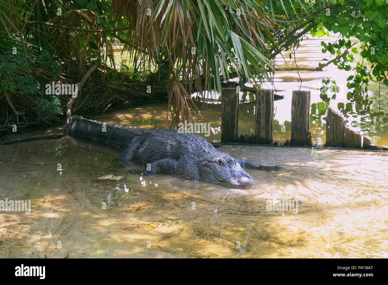 Il coccodrillo americano - Alligatore mississippiensis. Foto Stock