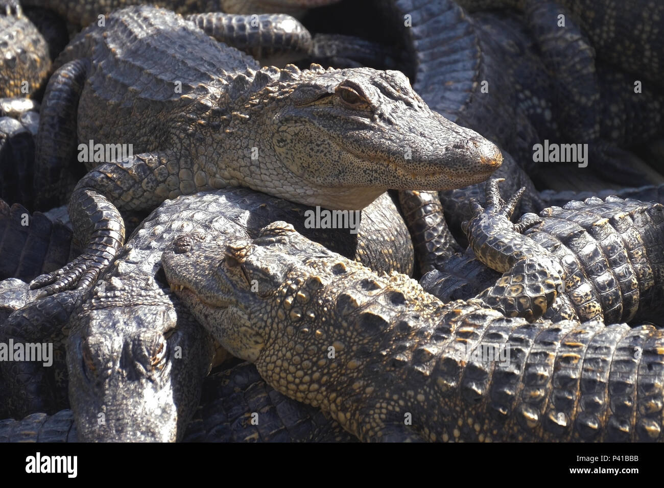 Alligatori allevamento. Foto Stock
