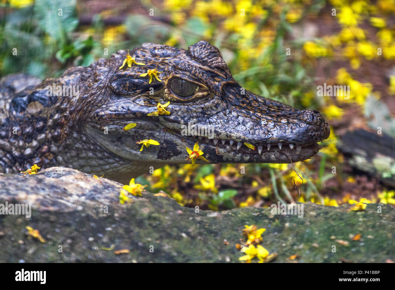 Jacaretinga; crocodilus Caimano; animale; Fauna; Natureza; Zooparque; Itatiba; SP; Brasil Foto Stock