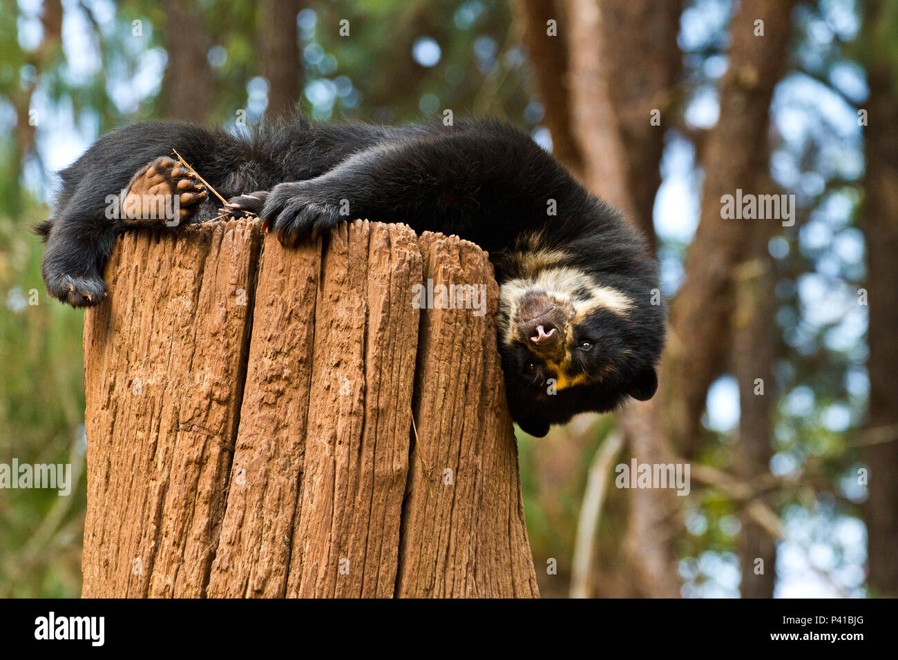 Urso-de-óculos; Tremarctos ornatus; animale; Fauna; Natureza; zoológico; São Carlos; Estado de São Paulo; Brasil Foto Stock